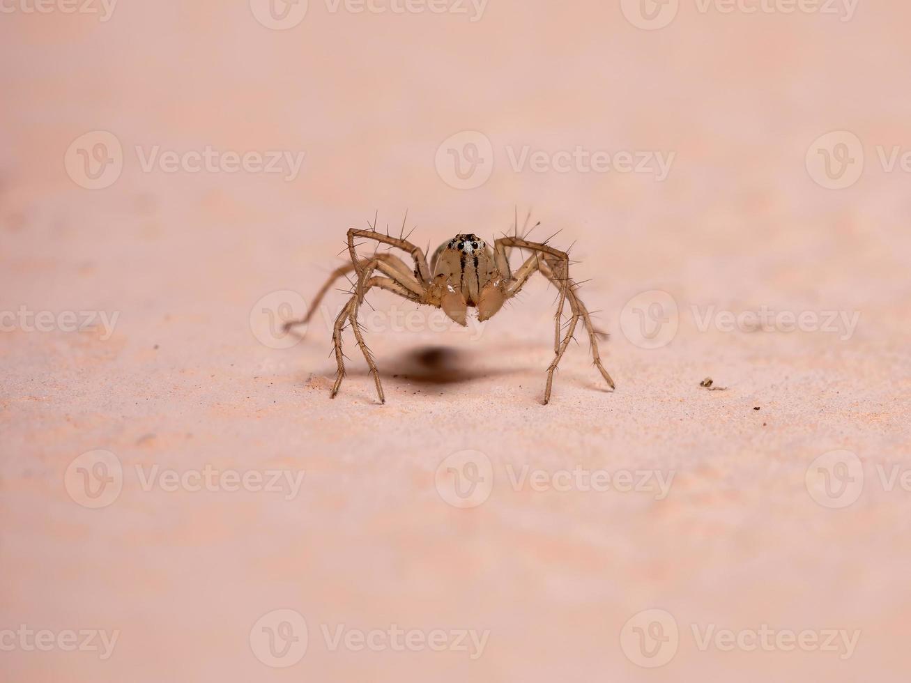 Brazilian Lynx spider photo