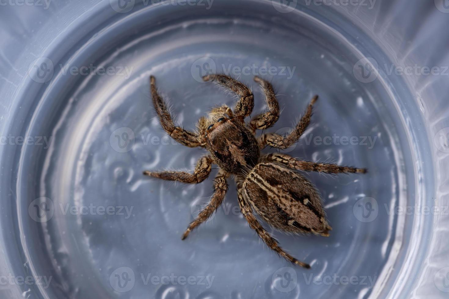 Pantropical Jumping Spider photo