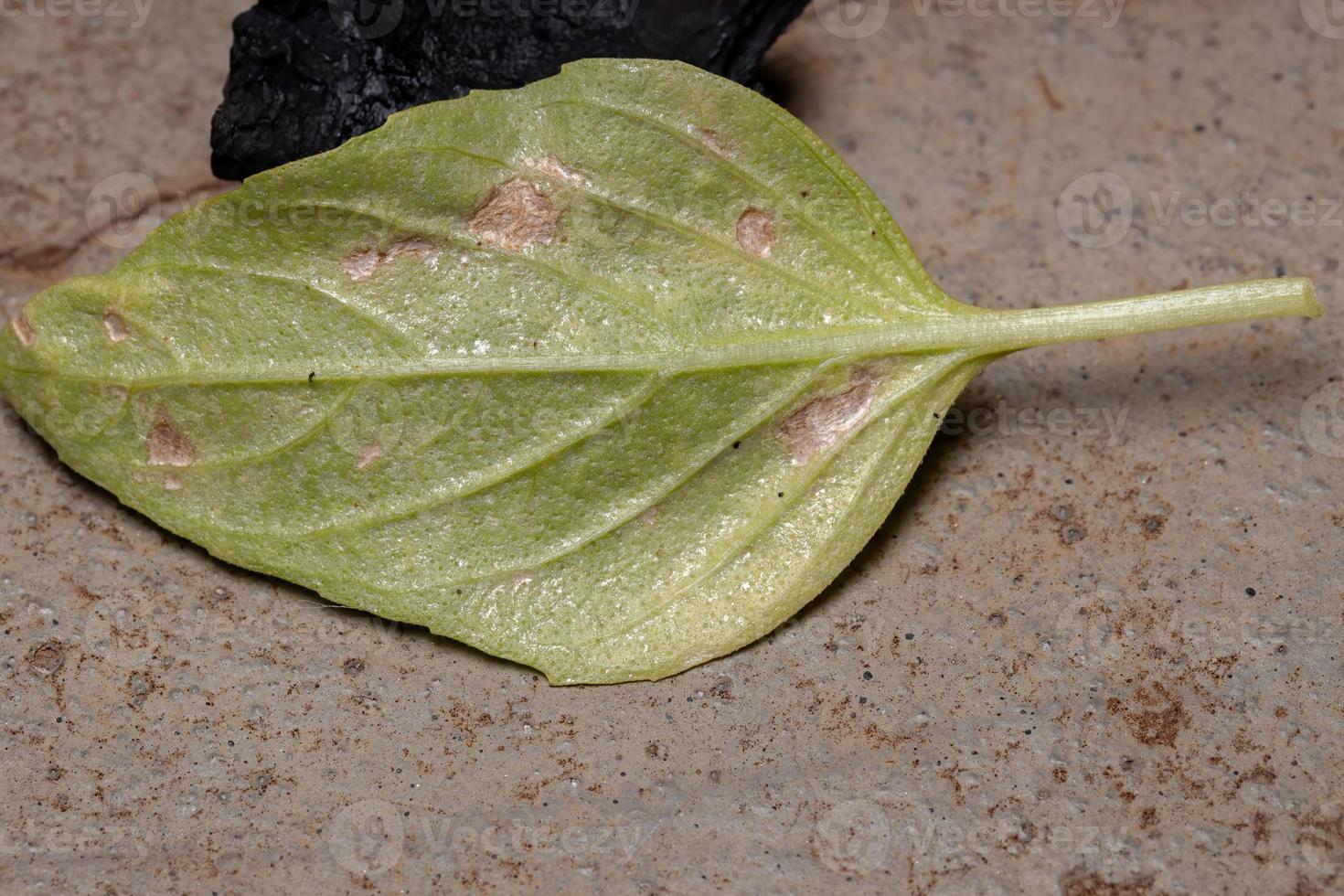 Aged leaf of the Sweet Basil photo
