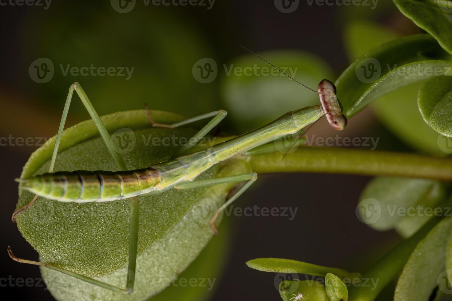 mantid macho pequeño brasileño foto