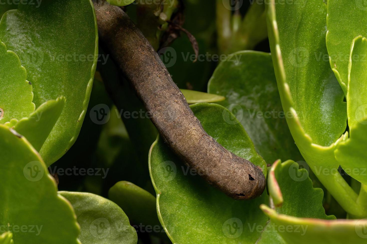 Caterpillar eating the leaf of the plant Flaming Katy photo