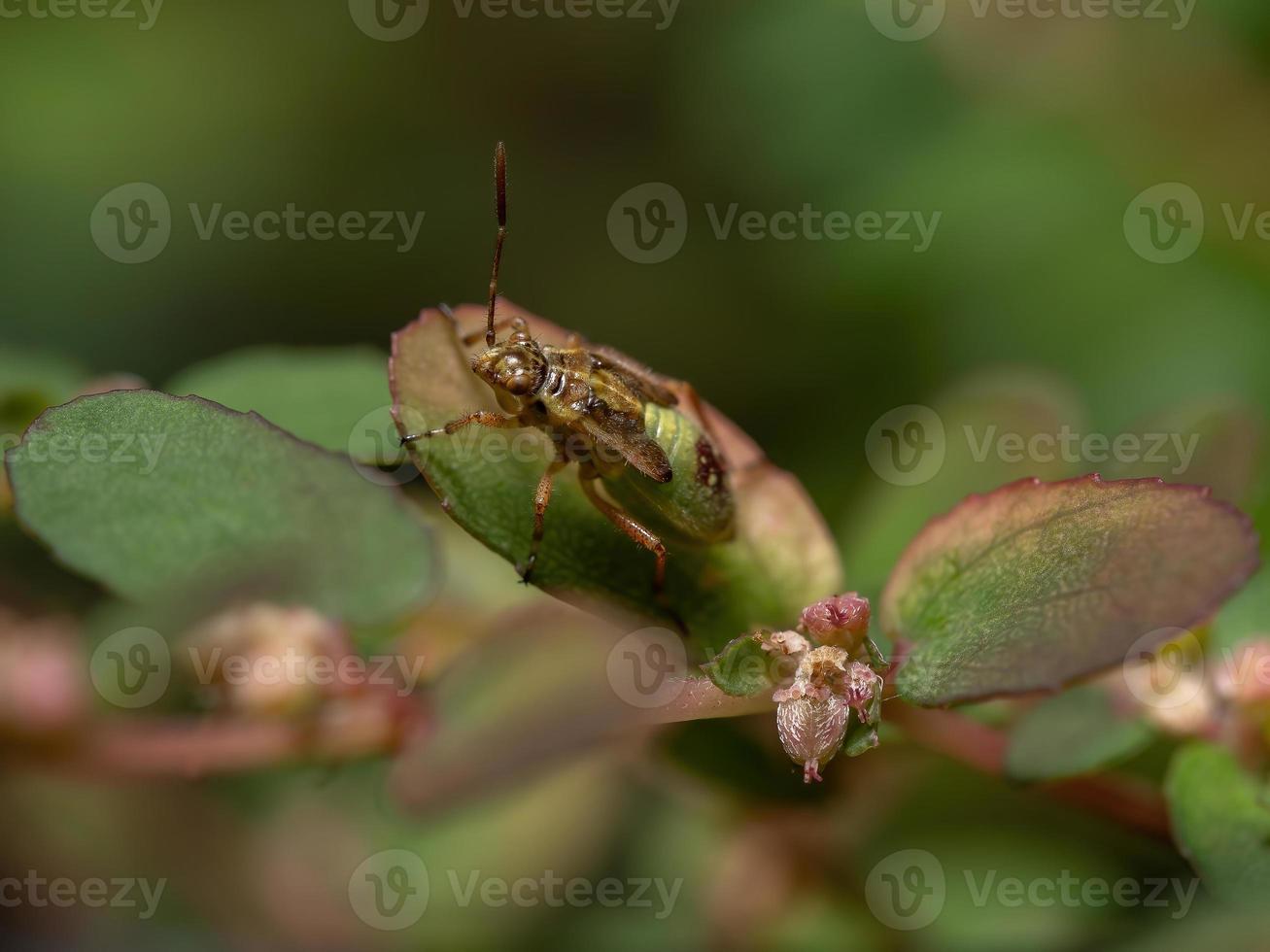 ninfa del insecto de la planta sin olor foto