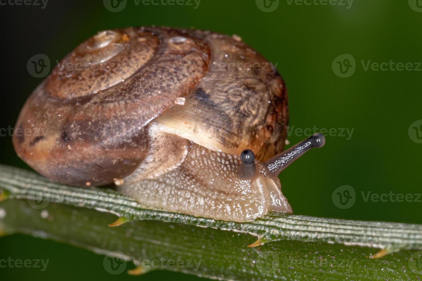 caracol vagabundo asiático foto