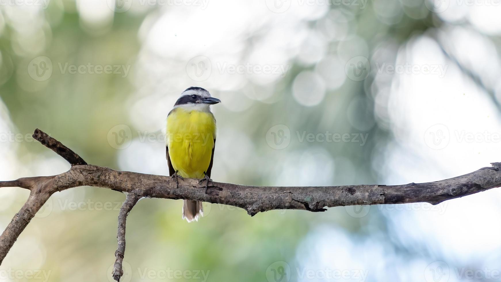 gran kiskadee de cerca foto