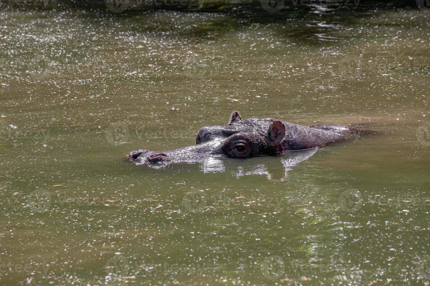 hipopótamo en el agua foto