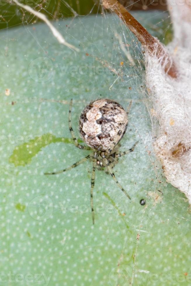 Small Cobweb Spider photo