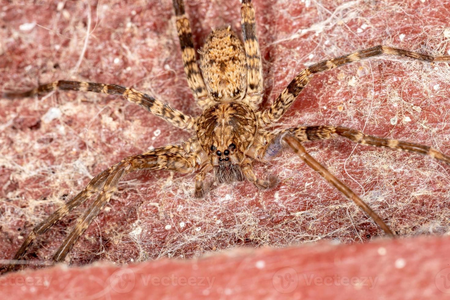 Adult Wandering Spider photo