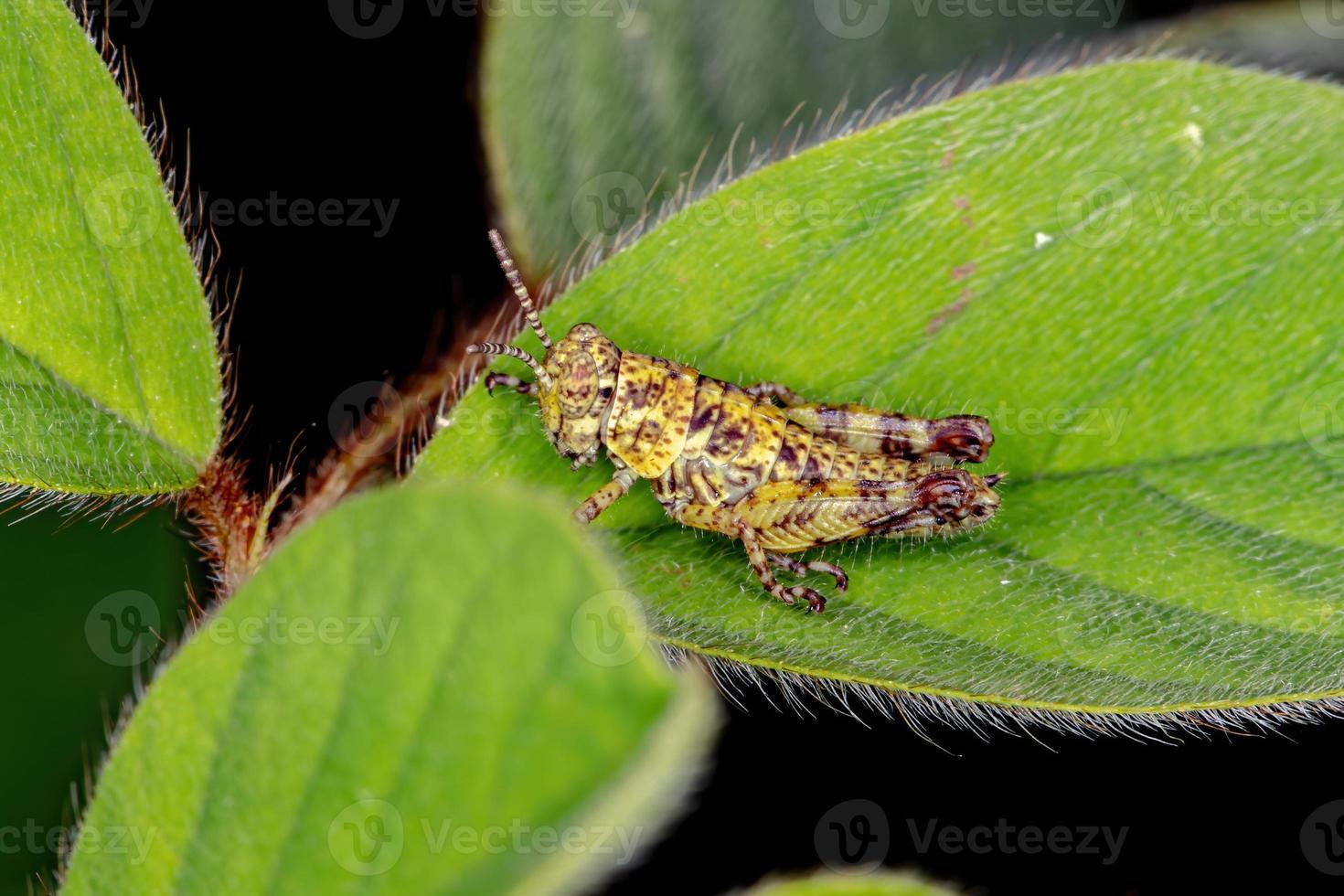 Yellow Short-horned Grasshopper photo