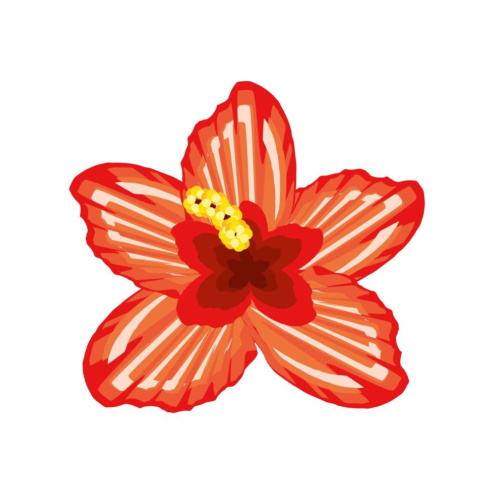 hibiscus flower tropical vector