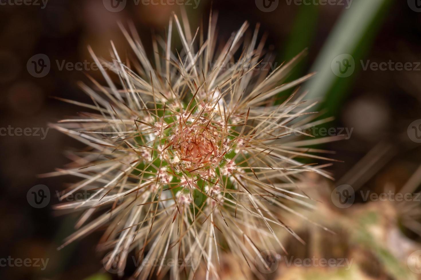 cactus con espinas foto