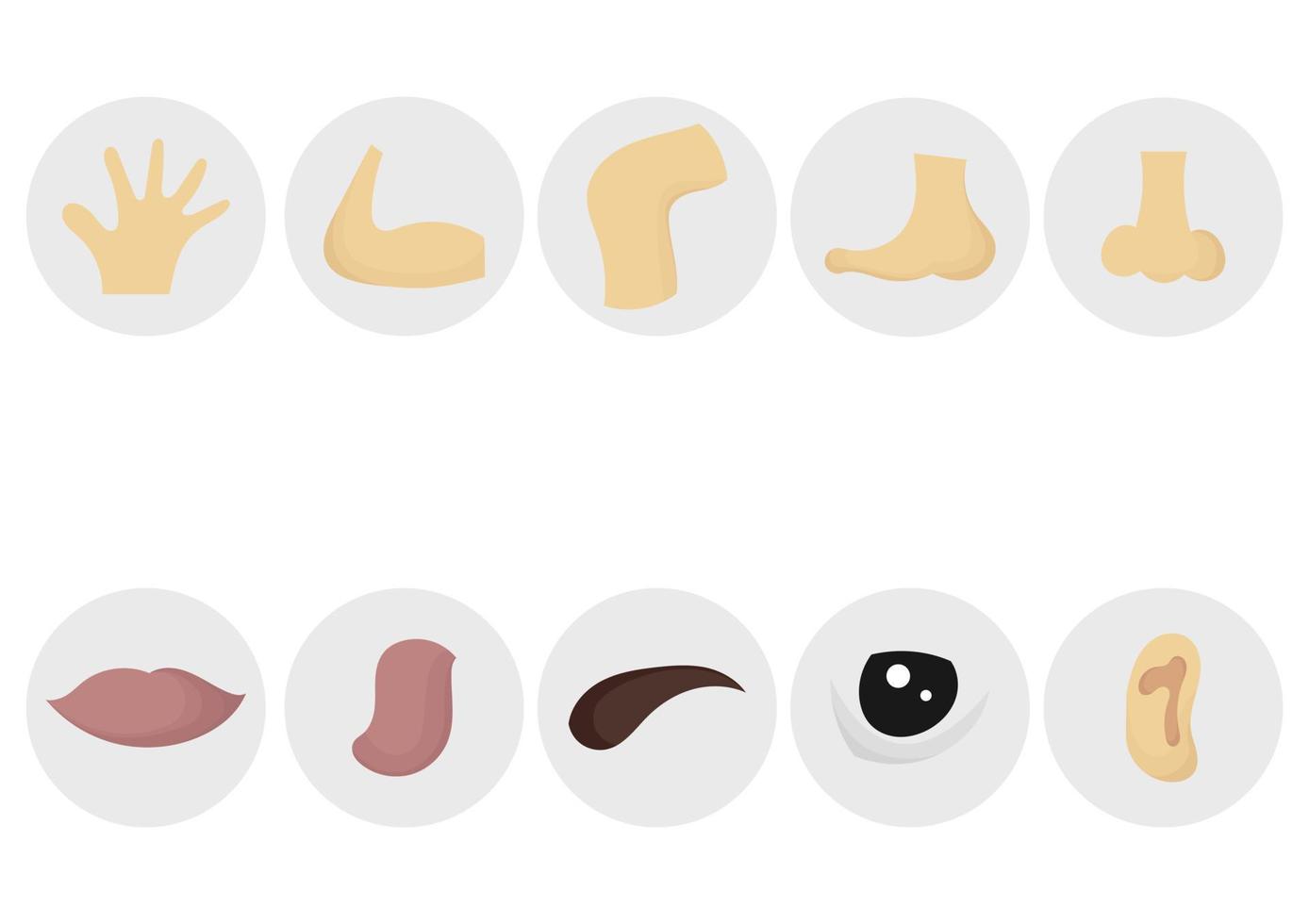 collection of illustrations of human body parts vector