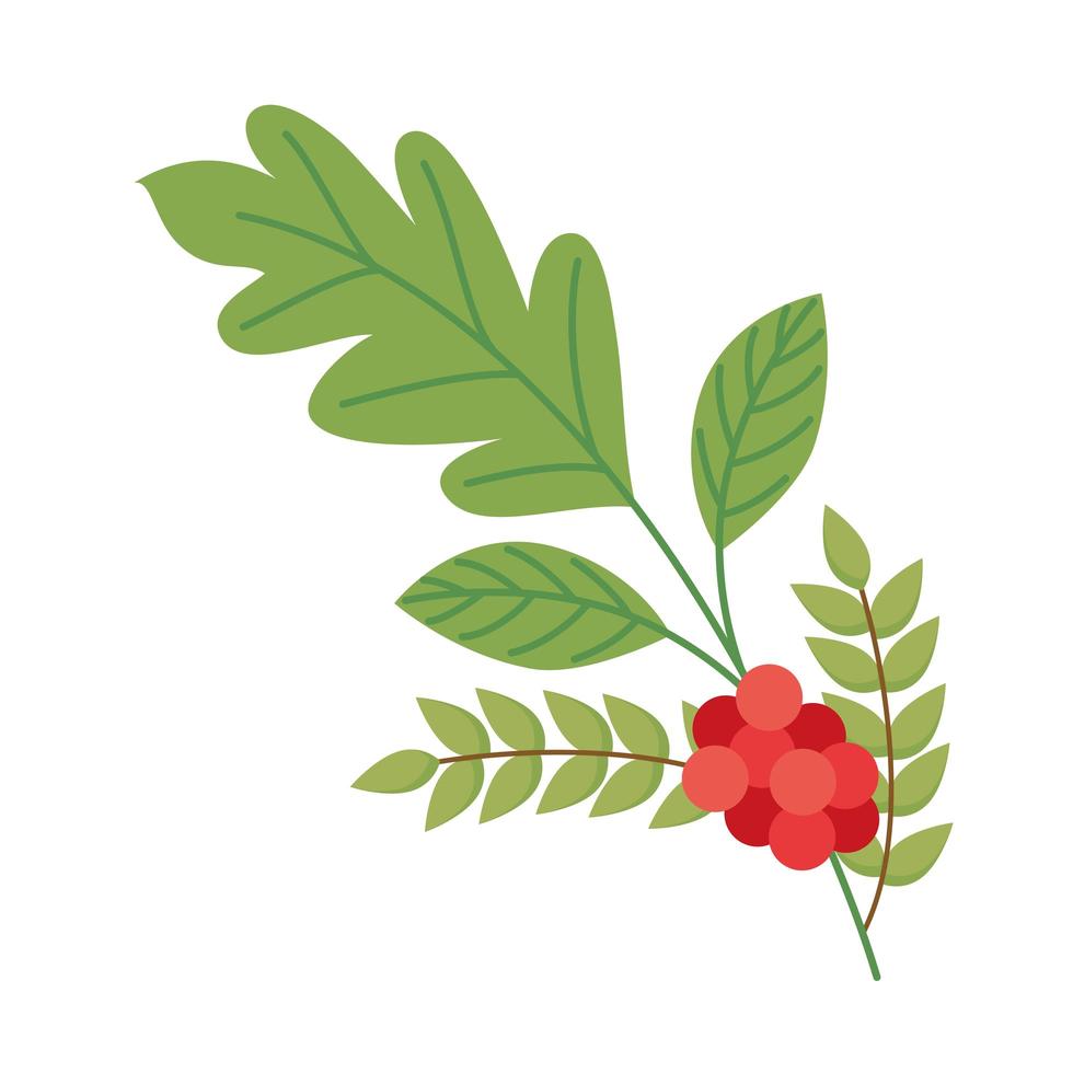 coffee berries icon vector