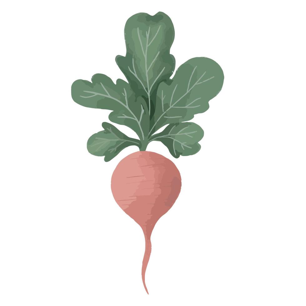 Beetroot Vegetable Root Crop vector