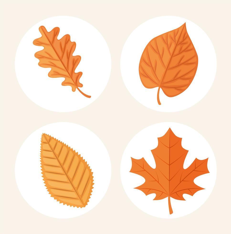 set of autumn leaves vector