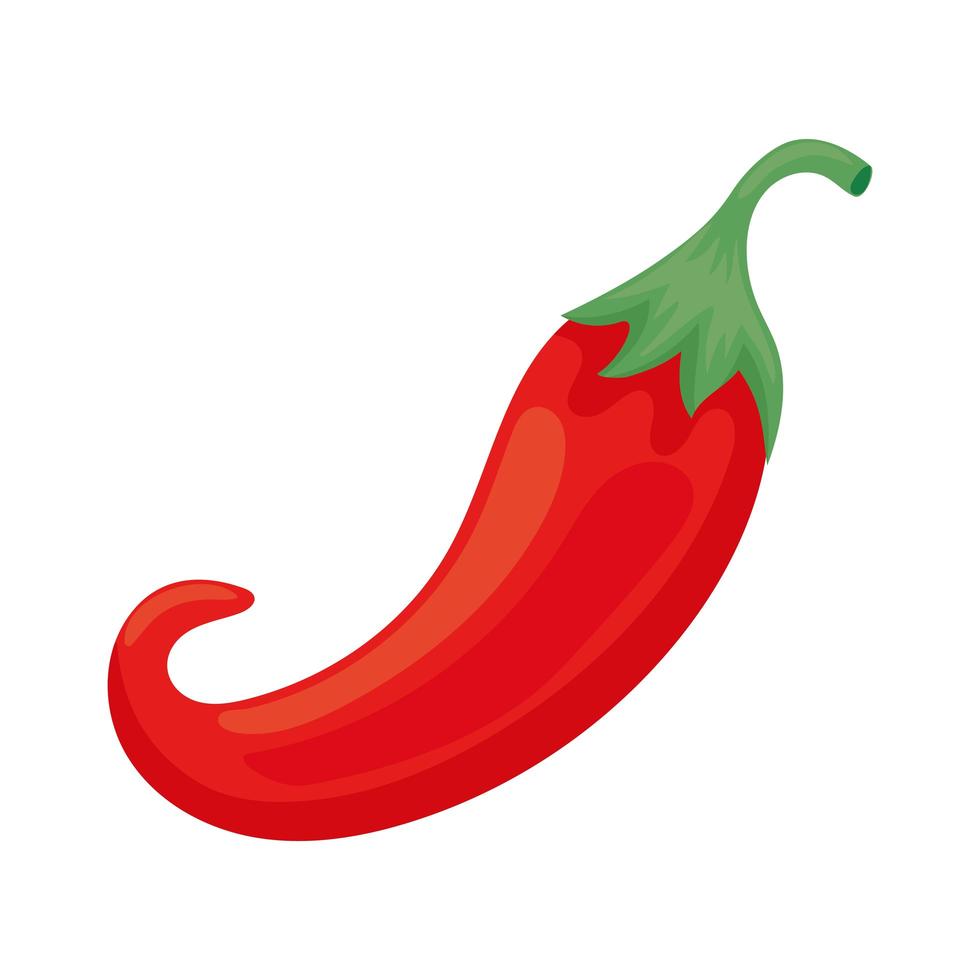 red chili pepper vector