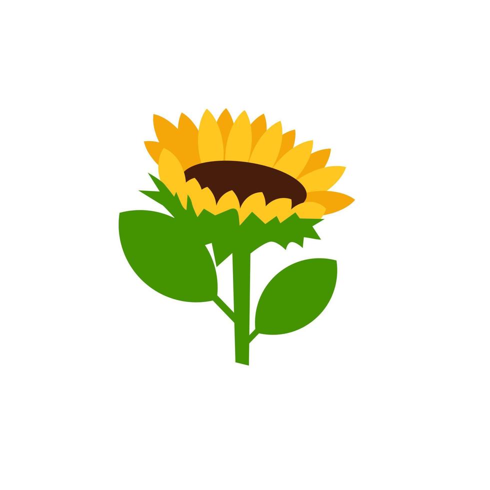 Ilustración de vector de girasol aislado sobre fondo blanco