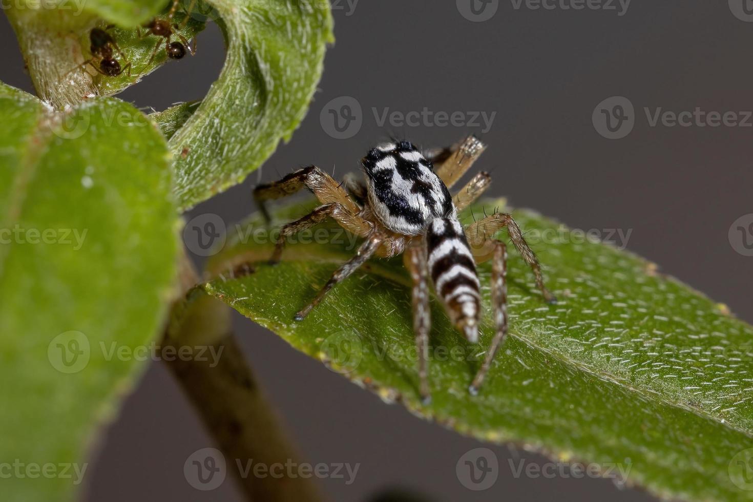 pequeña araña saltadora foto