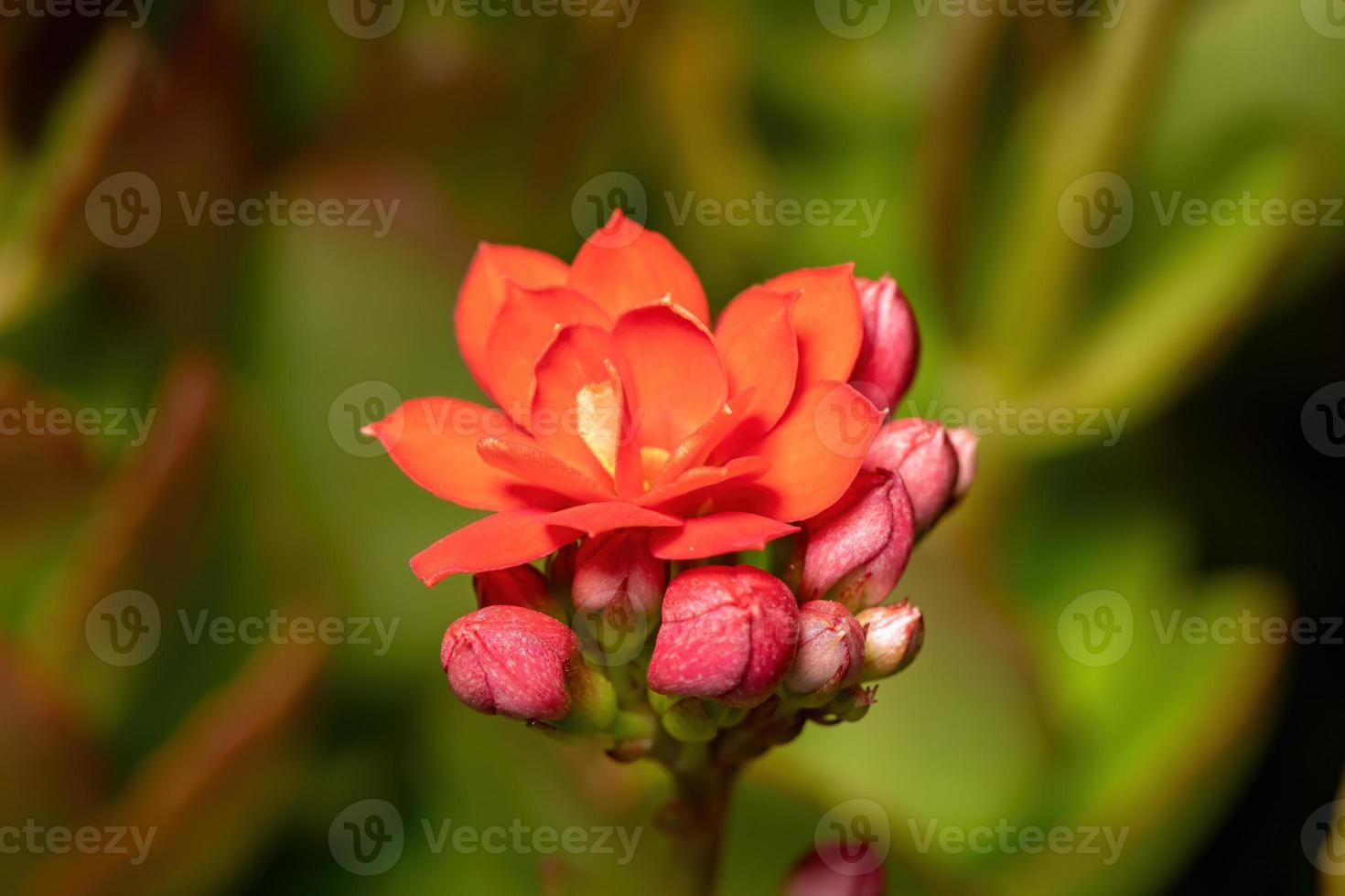 flor roja katy llameante foto