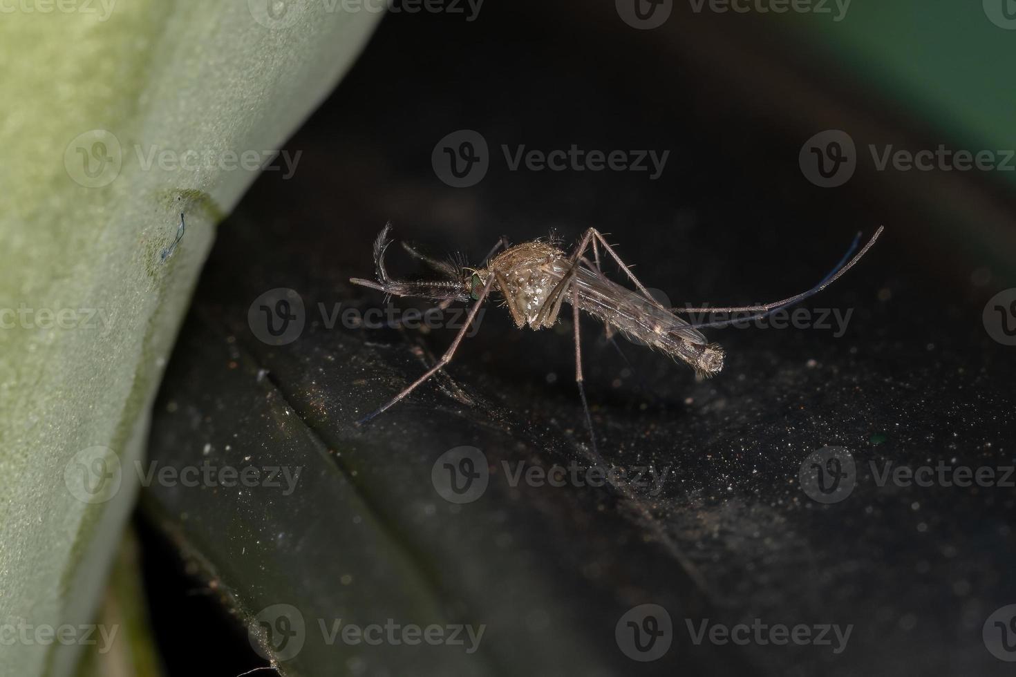 Adult Culicine Mosquito photo