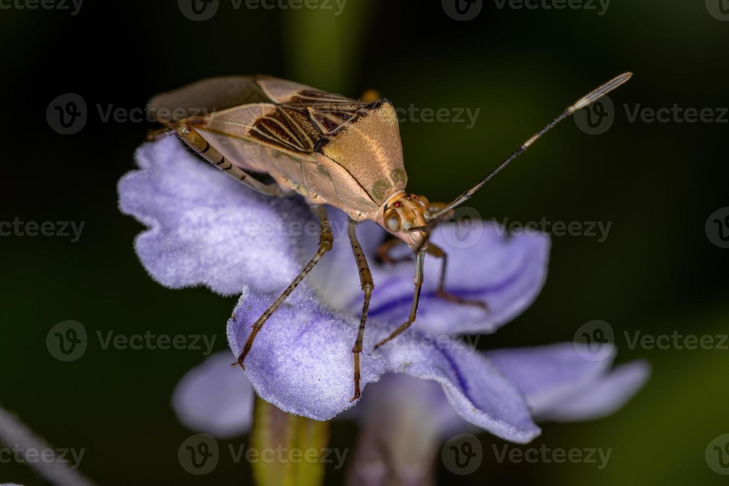 Adult  Leaf-footed Bug photo