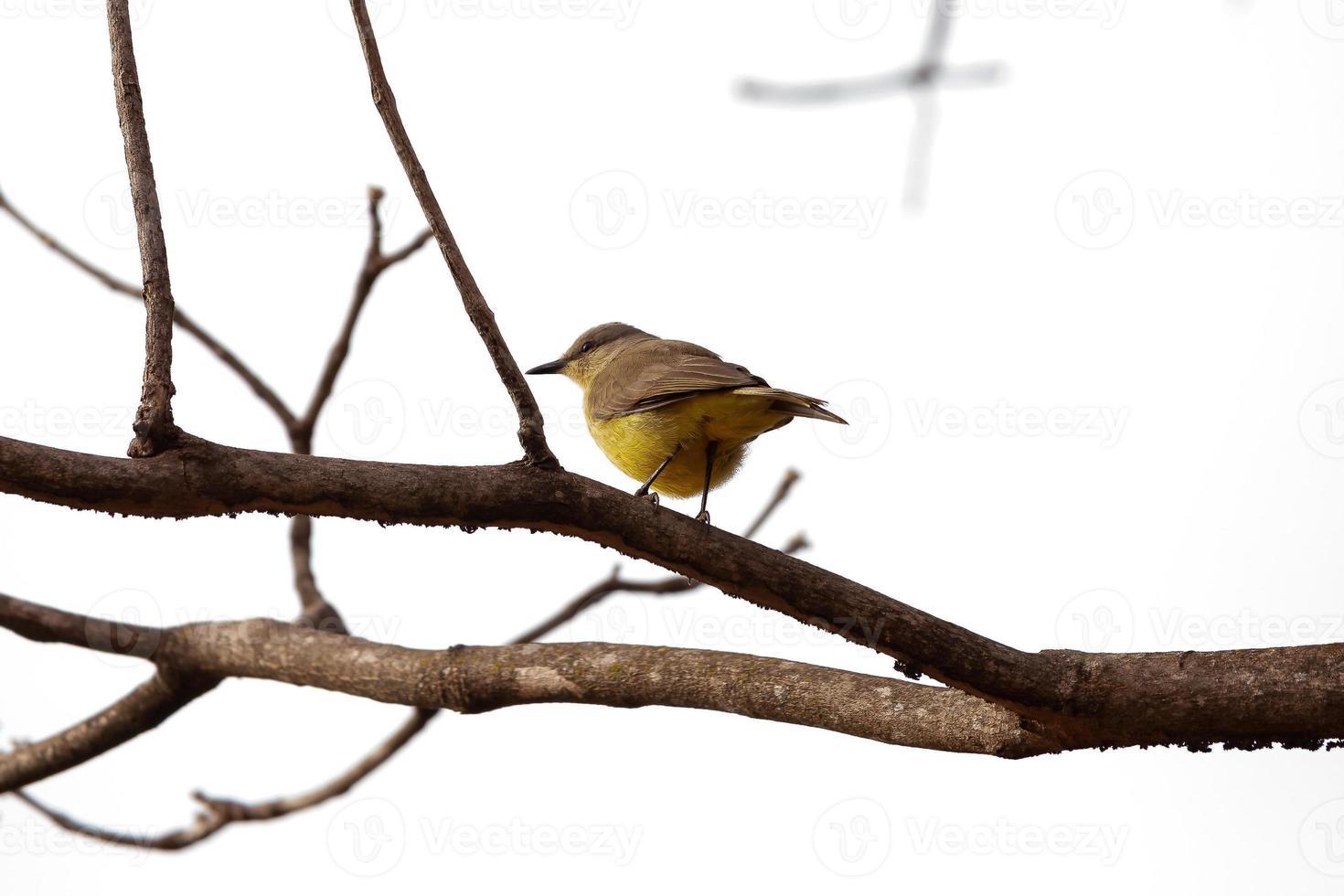 Adult Cattle Tyrant photo