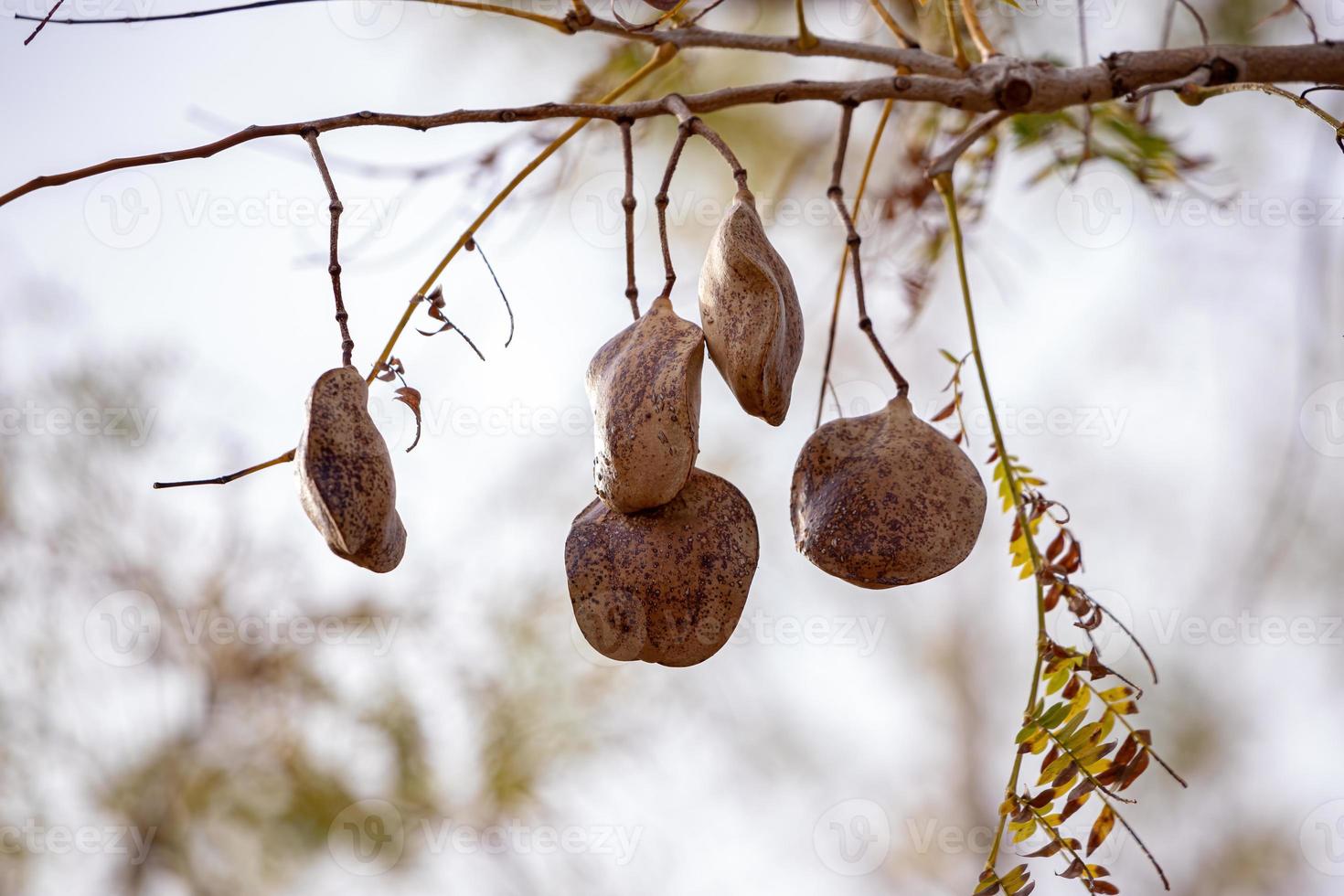 Blue Jacaranda Fruits photo