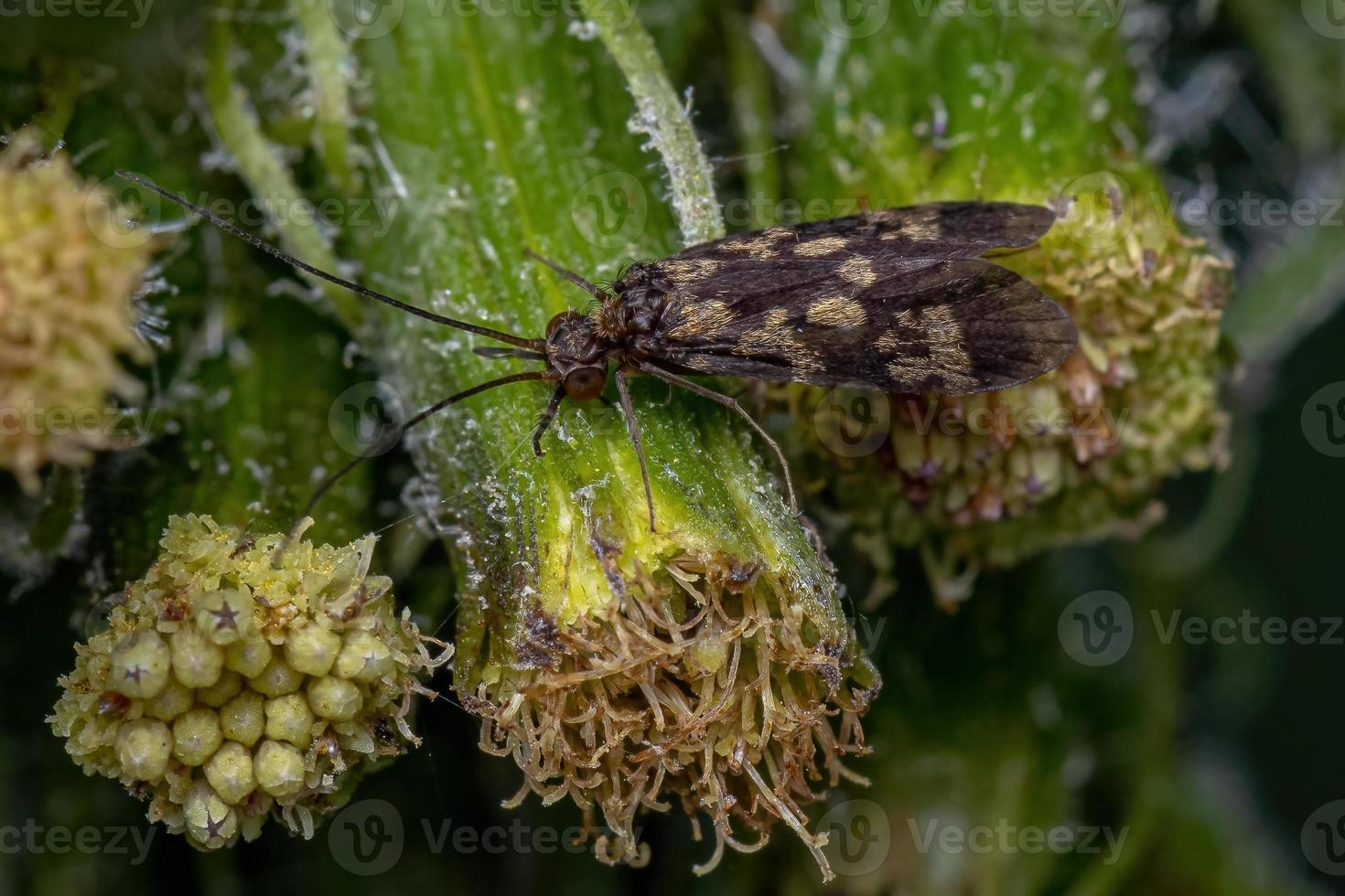 insecto caddisfly adulto foto