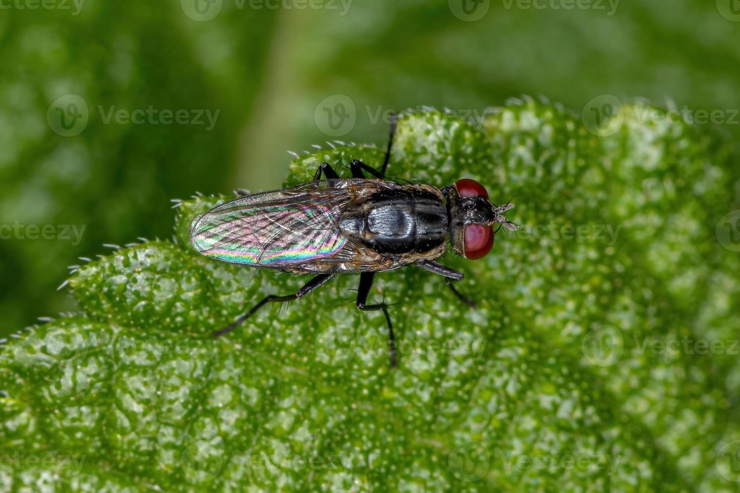 Adult Brachyceran Fly photo