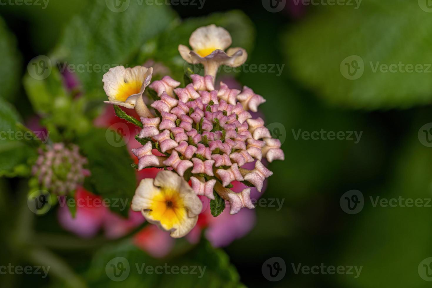 Flower of Common Lantana photo