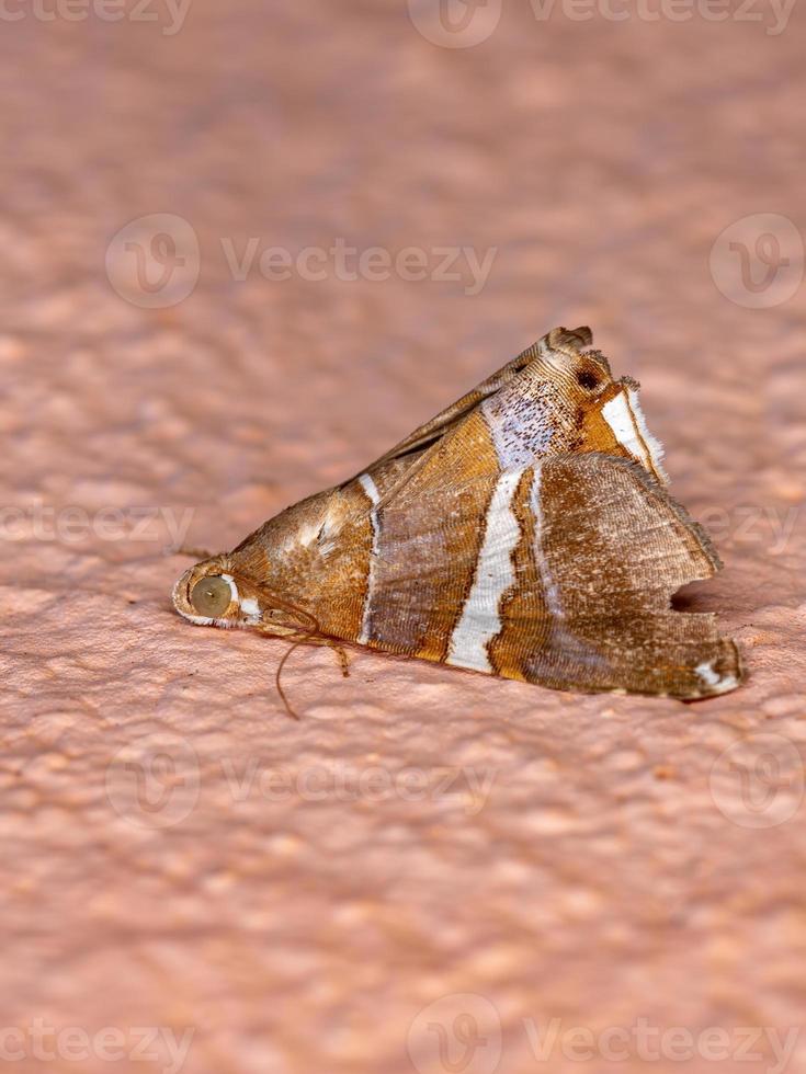 Adult Underwing moth photo