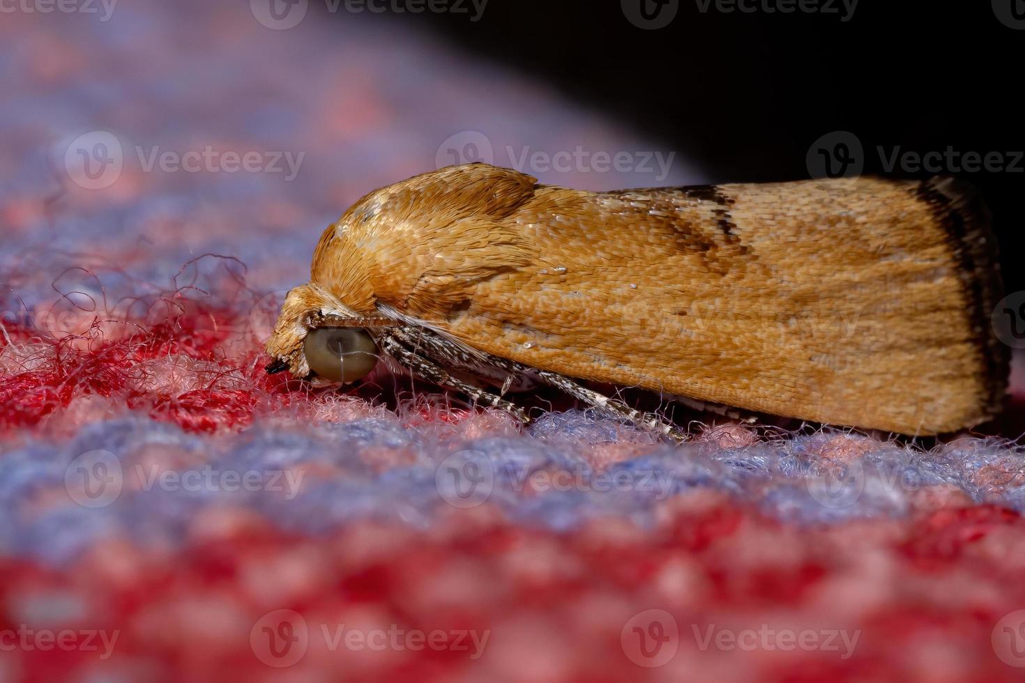 polilla amarilla del gusano cortador foto