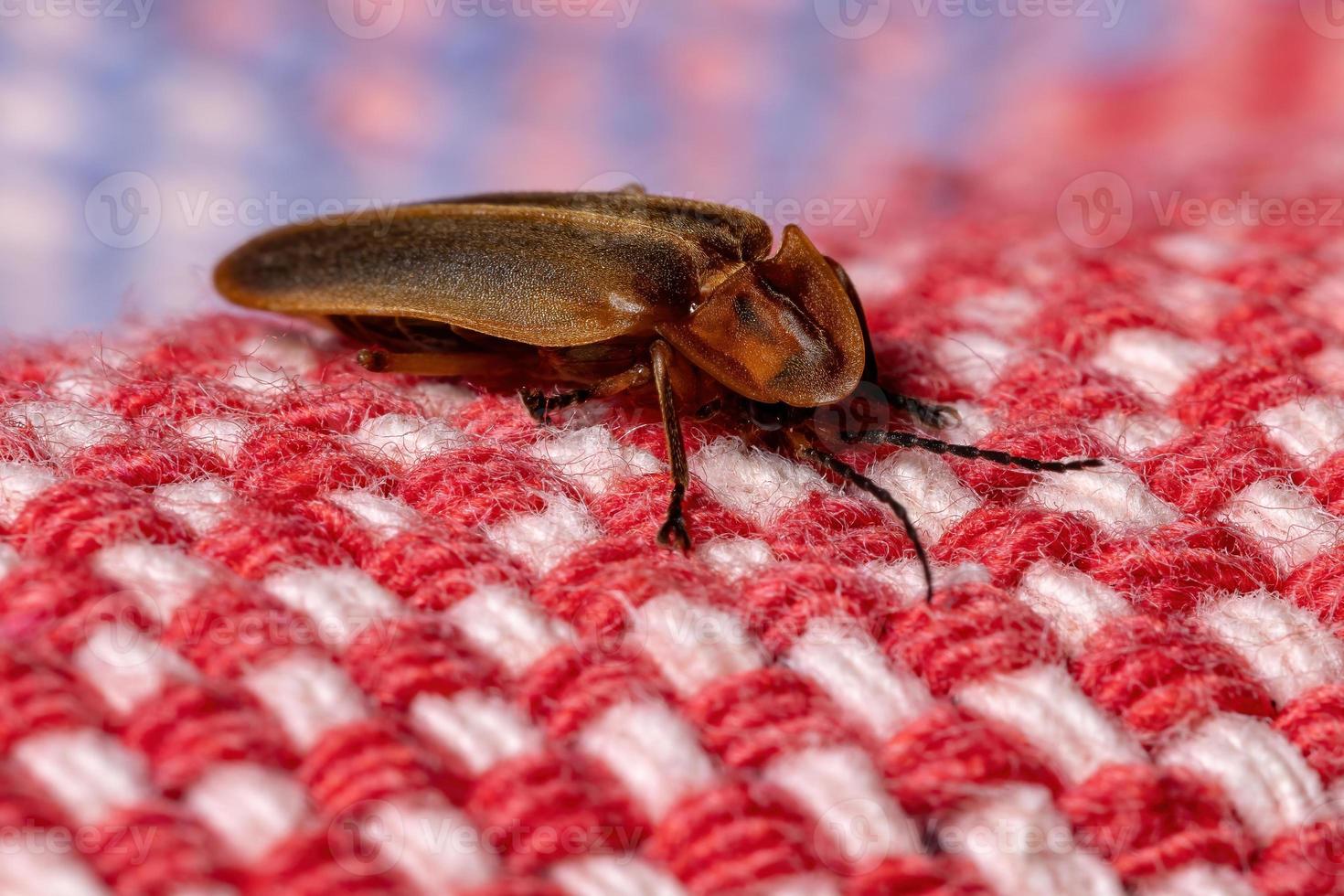 escarabajo brasileño luciérnaga foto