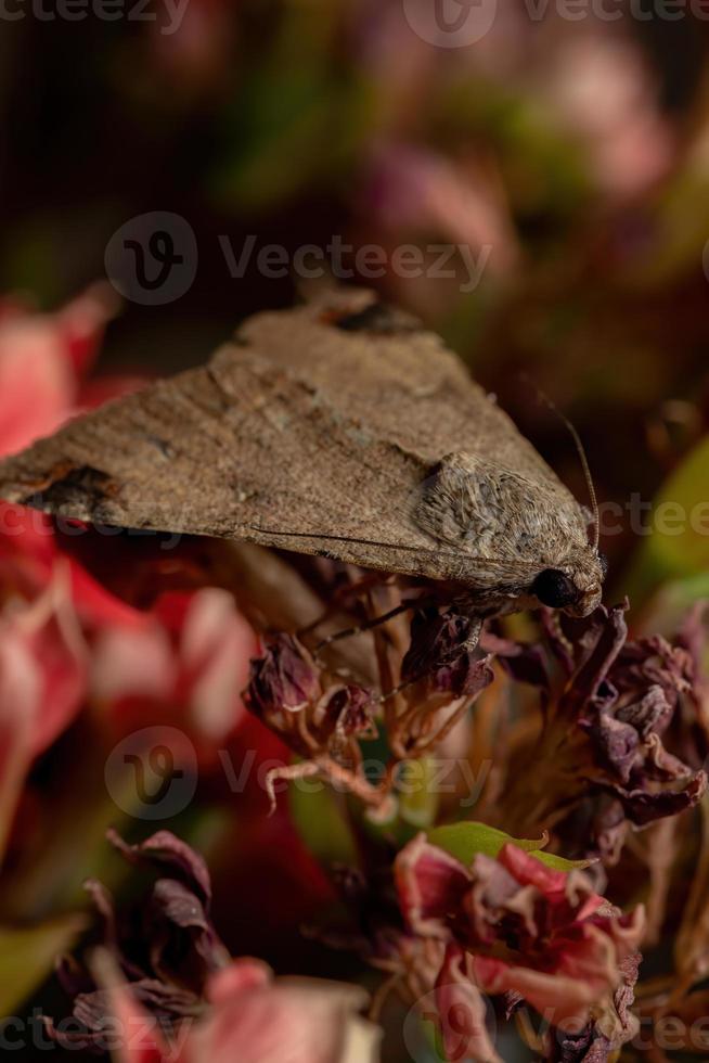 Graphic Owlet Moth in a flowering plant photo