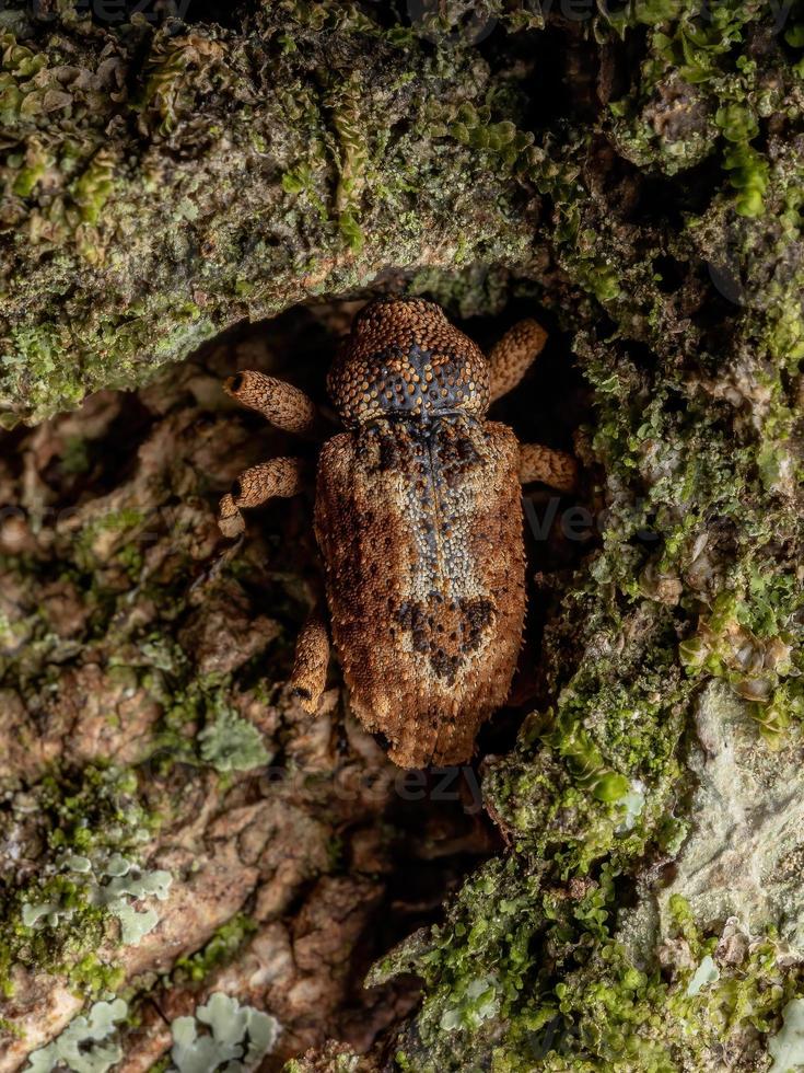 Adult True Weevil photo