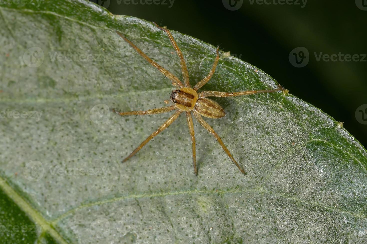 Pequeña araña entelegyne en una hoja foto