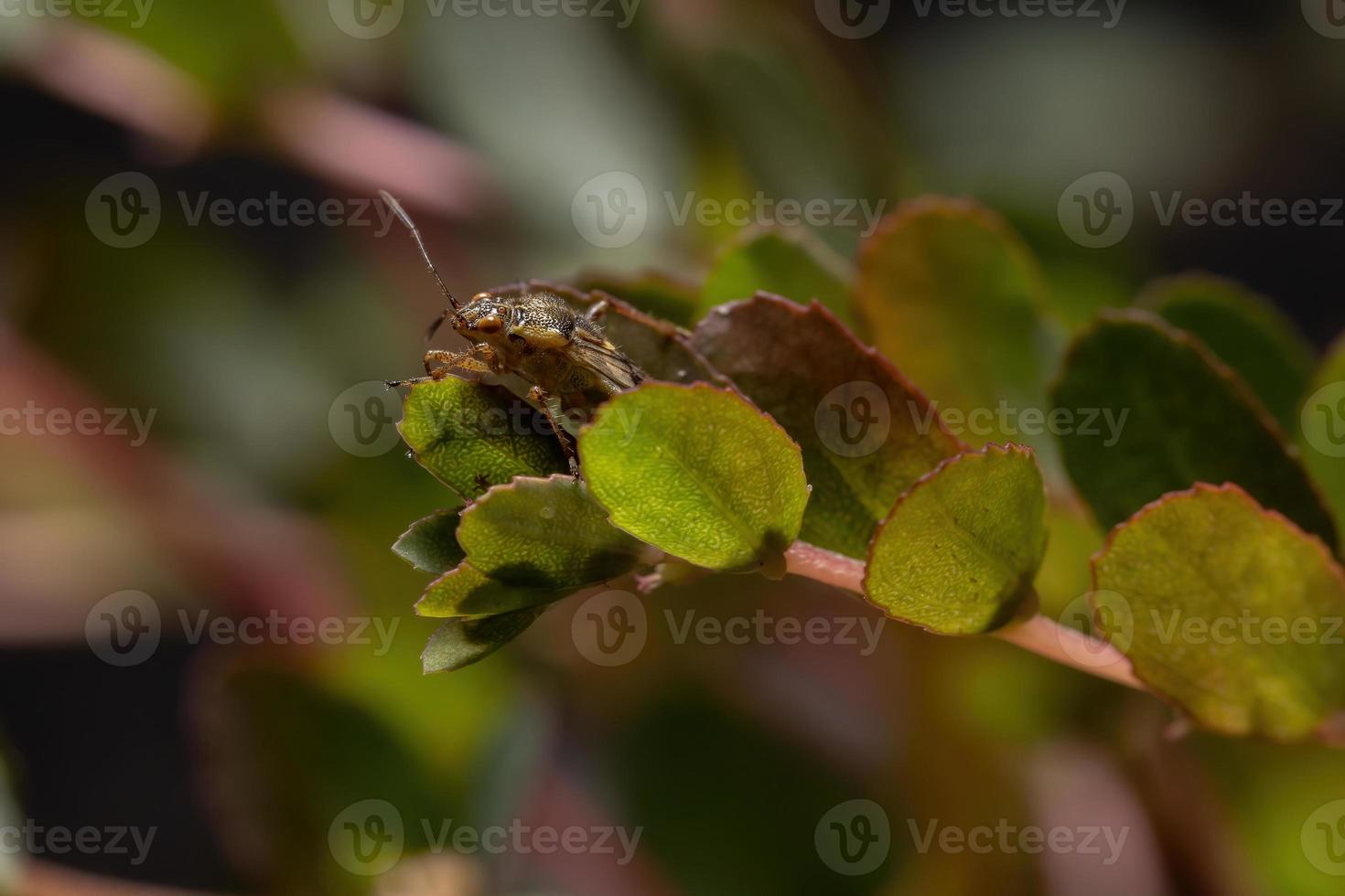 Adult Scentless Plant Bug photo