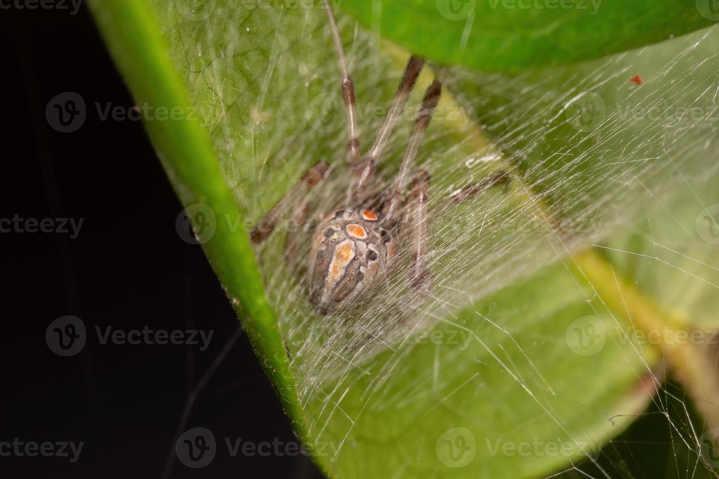 Small Brown Widow photo
