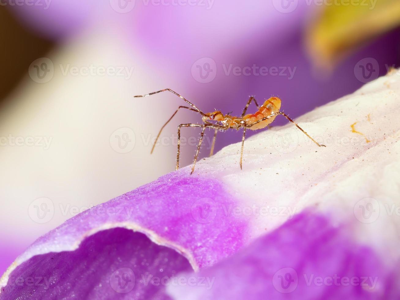 ninfa del insecto asesino foto