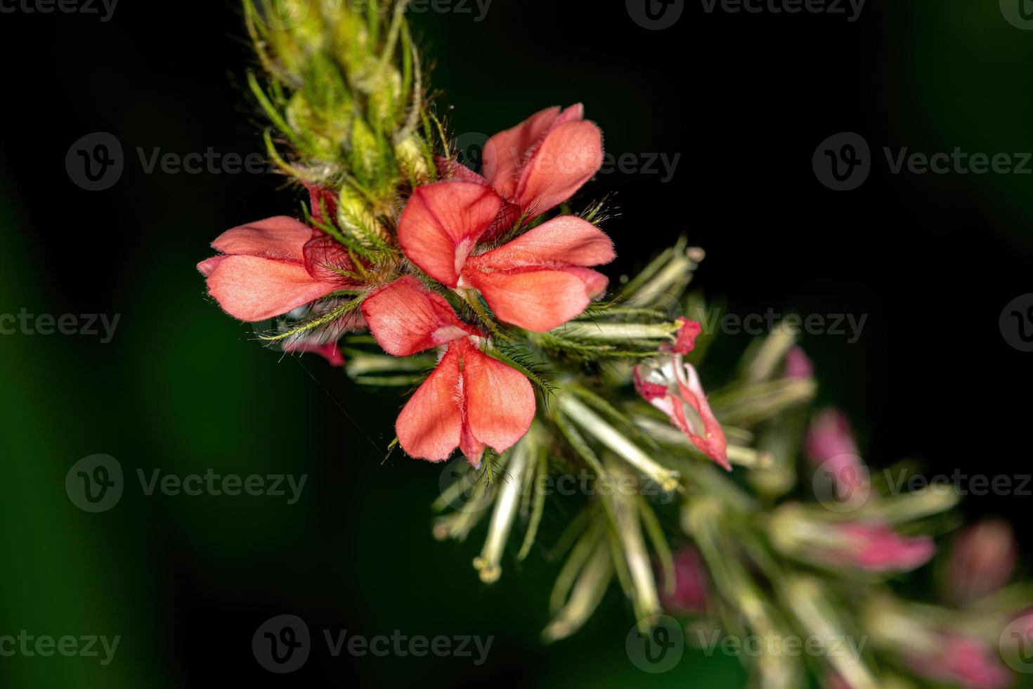 flor roja índigo foto