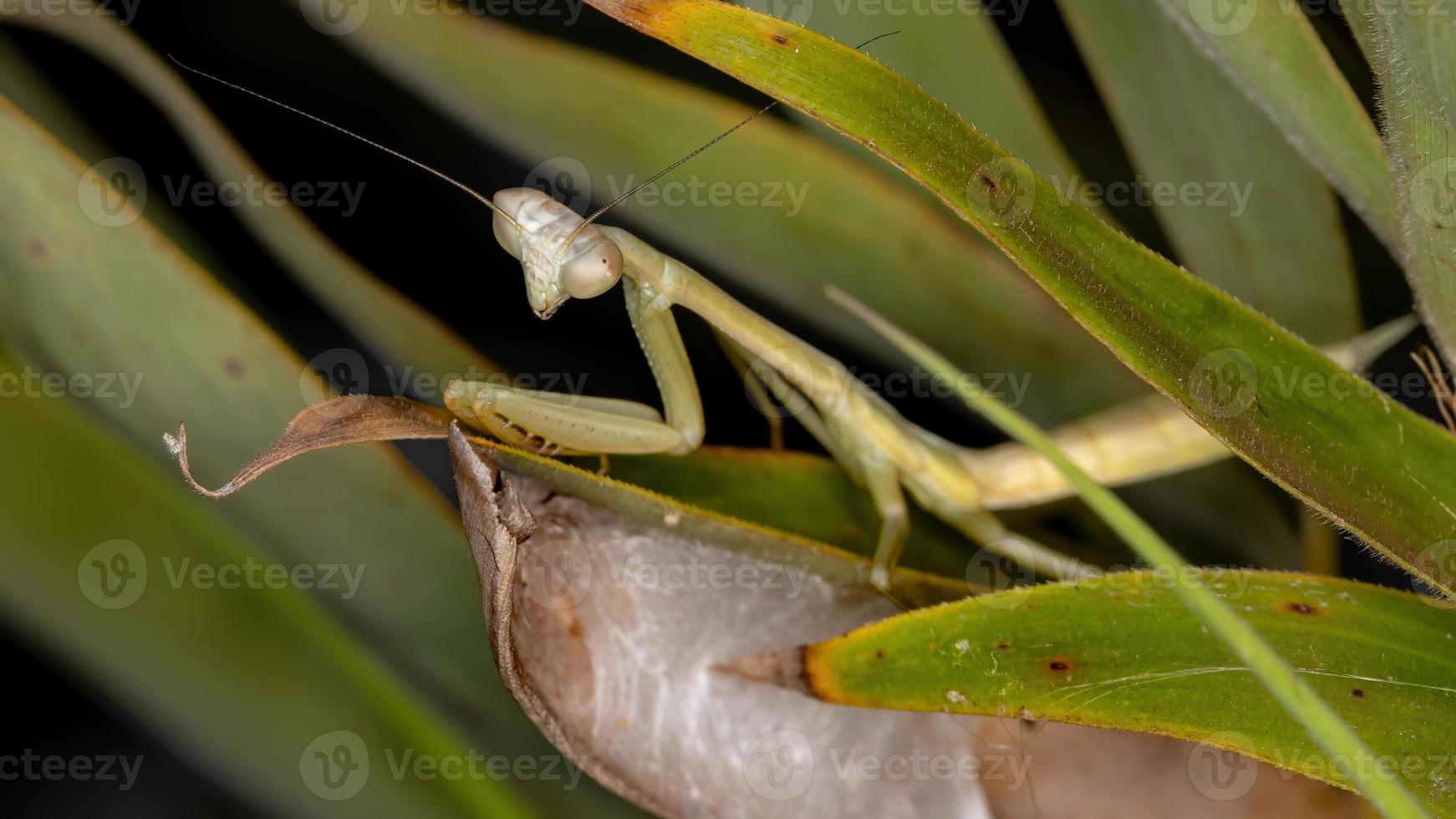 mantis verde brasileña foto