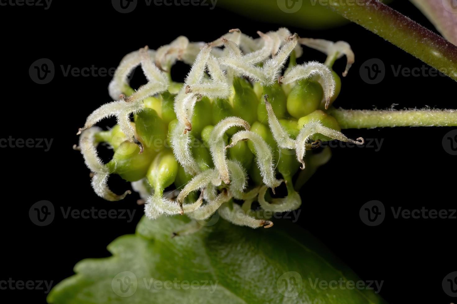 Mulberries plant in detail photo