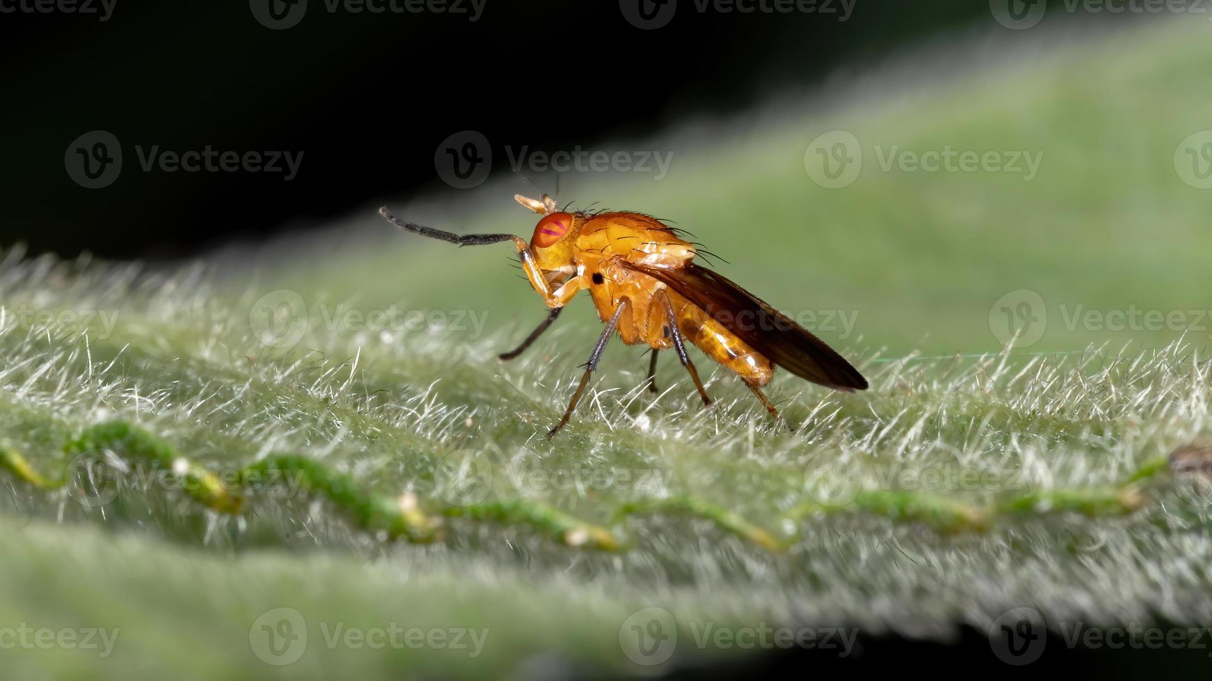 Adult Lauxaniid Fly photo