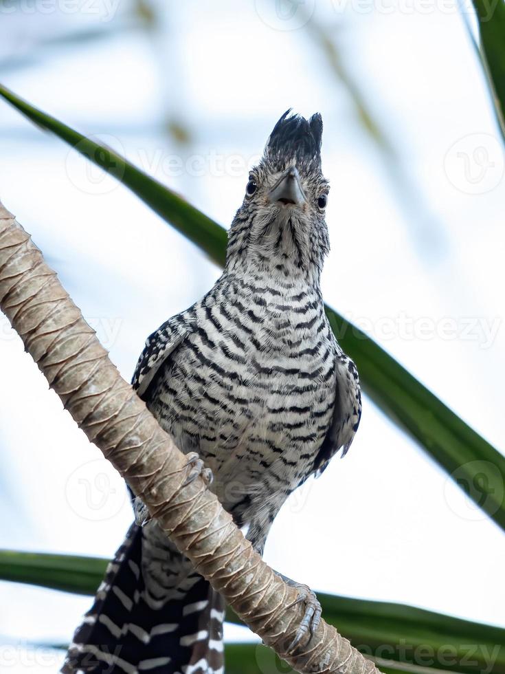 macho brasileño barrado antshrike foto