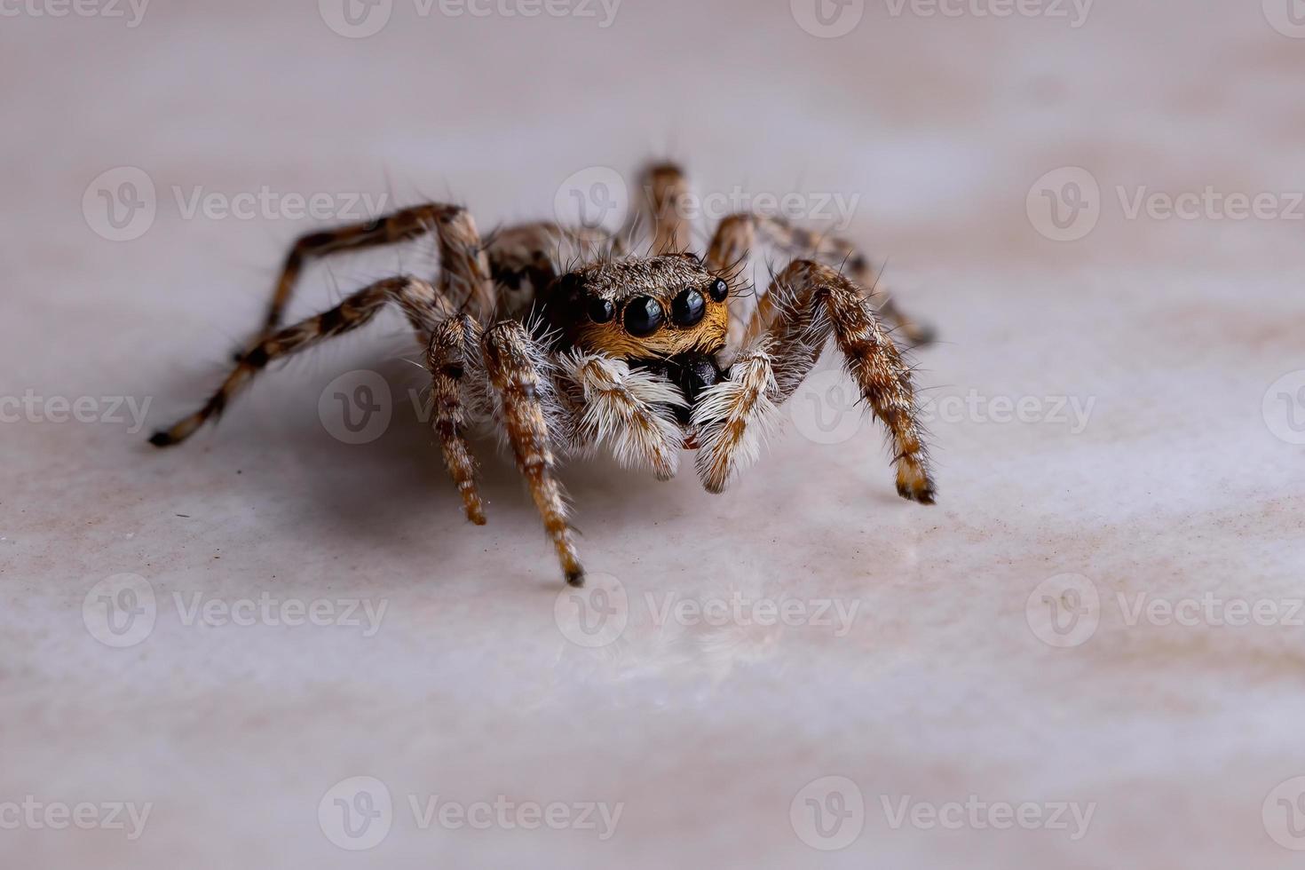 Gray Wall Jumping Spider photo