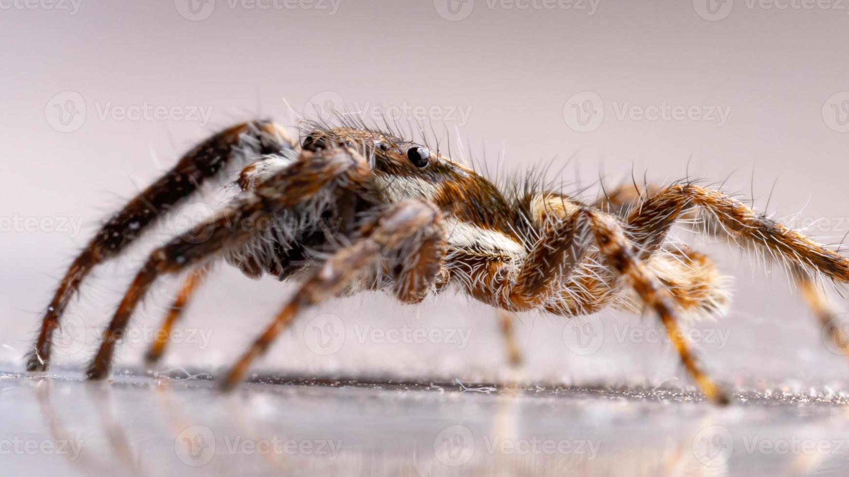 araña saltadora de pared gris foto