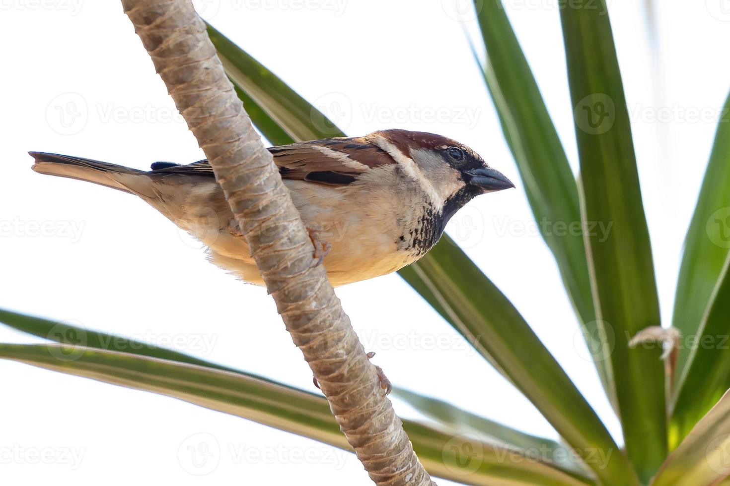 pájaro gorrión foto