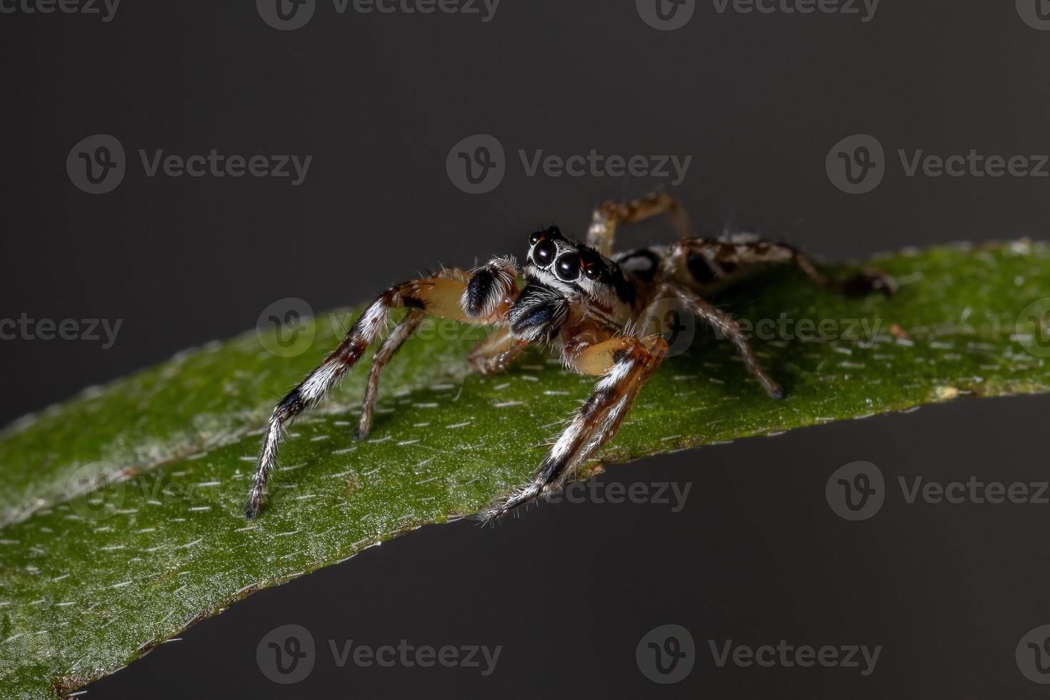 pequeña araña saltadora foto