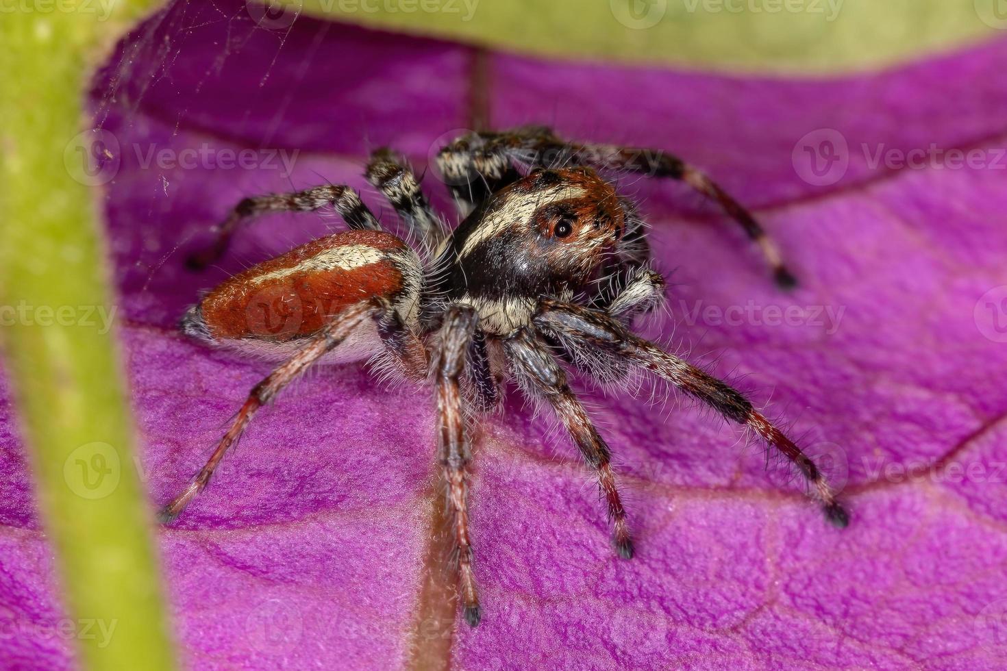 araña saltadora macho adulto foto