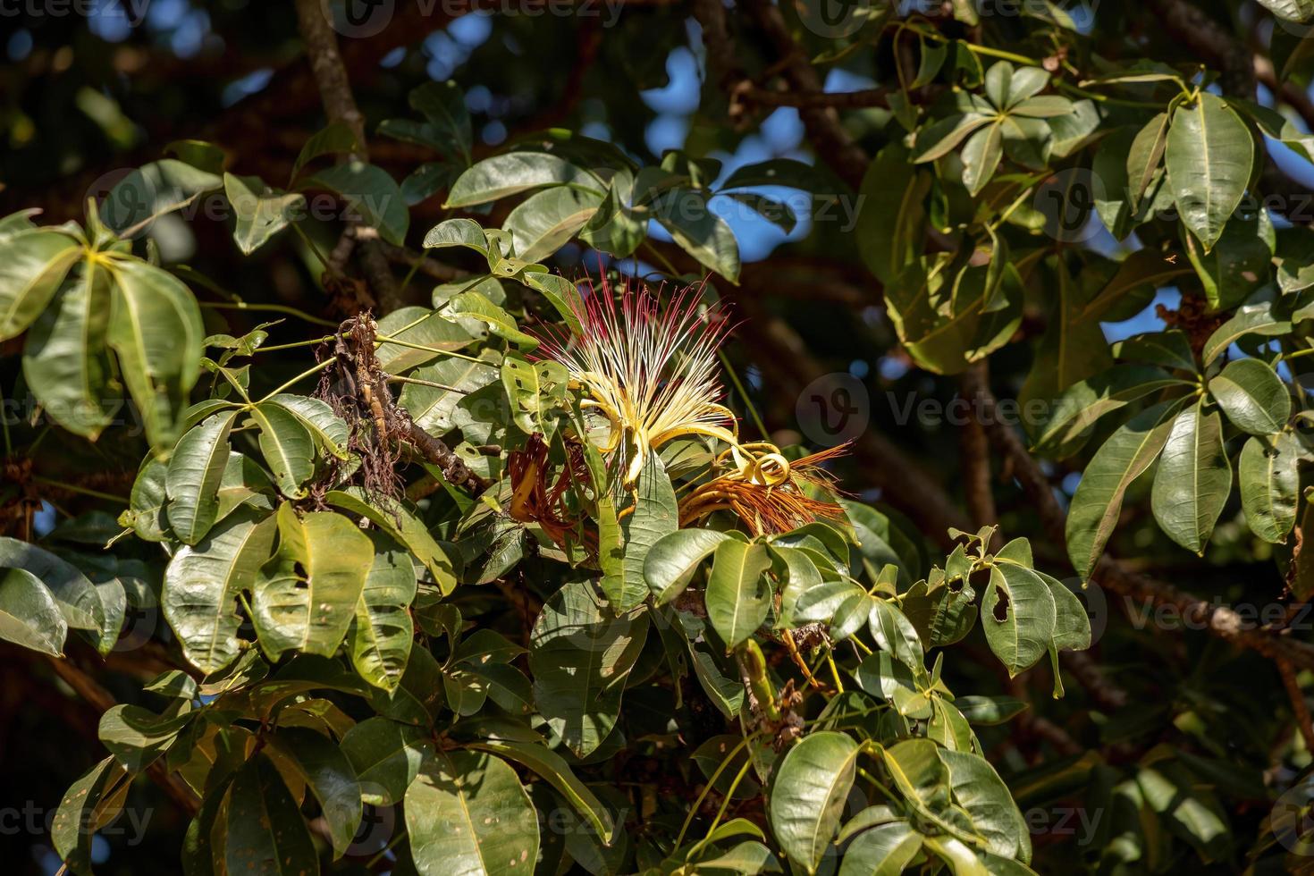 árbol de provisión brasileño foto