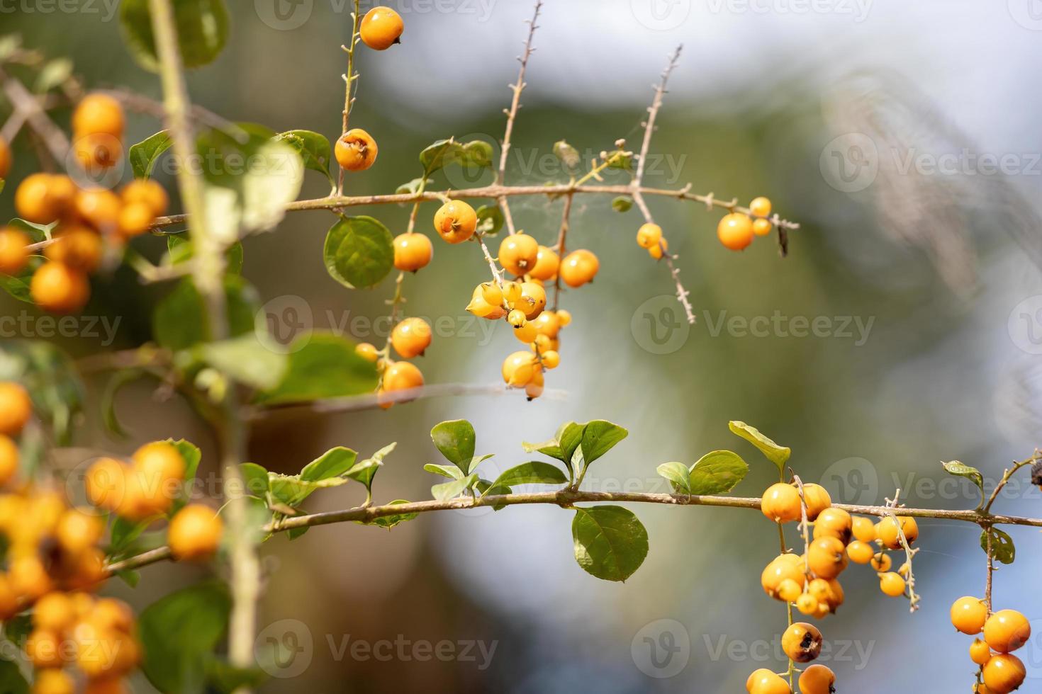 Skyflower Yellow Fruits photo